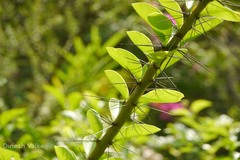 Pereskia grandiflora